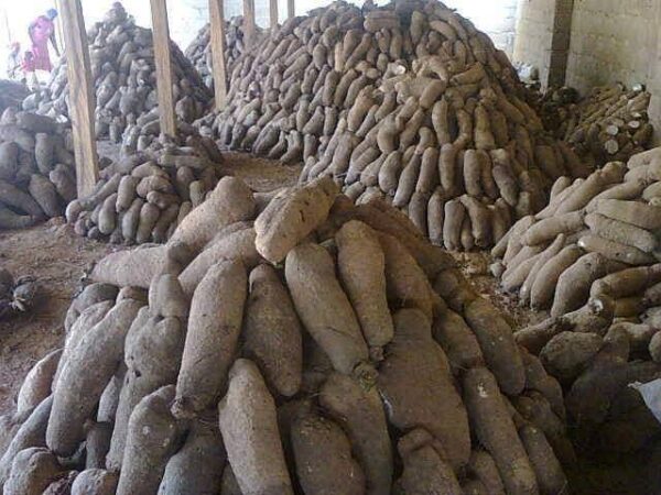 Yam